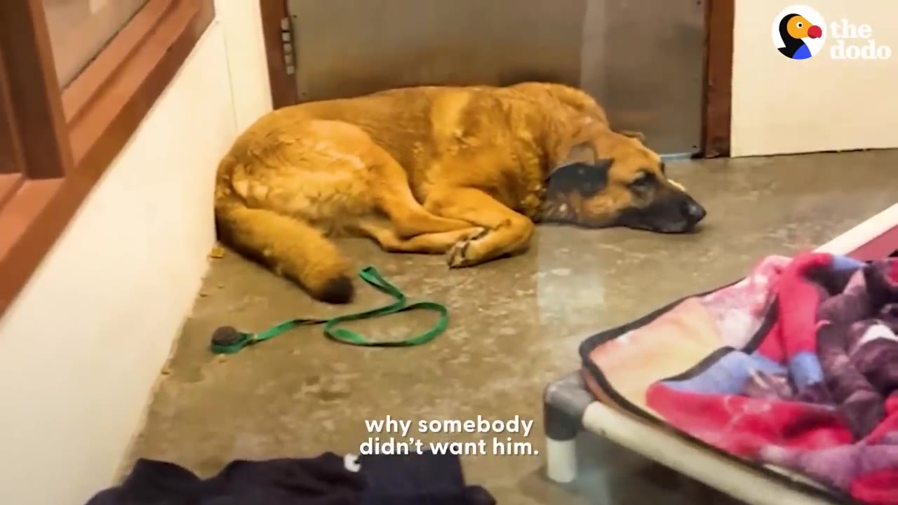 A tan German Shepherd mix dog lying curled up on the floor of a shelter kennel room.