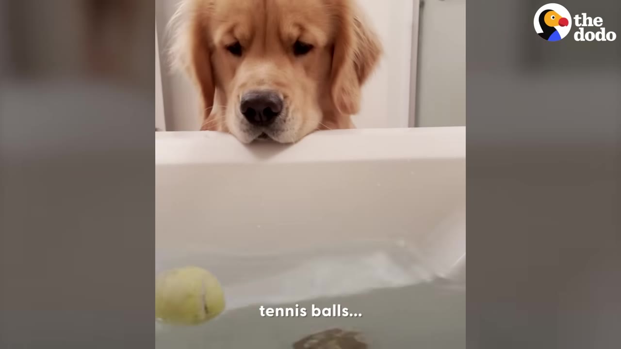 A golden retriever rests its chin on the edge of a bathtub, looking down at a tennis ball floating in the water.