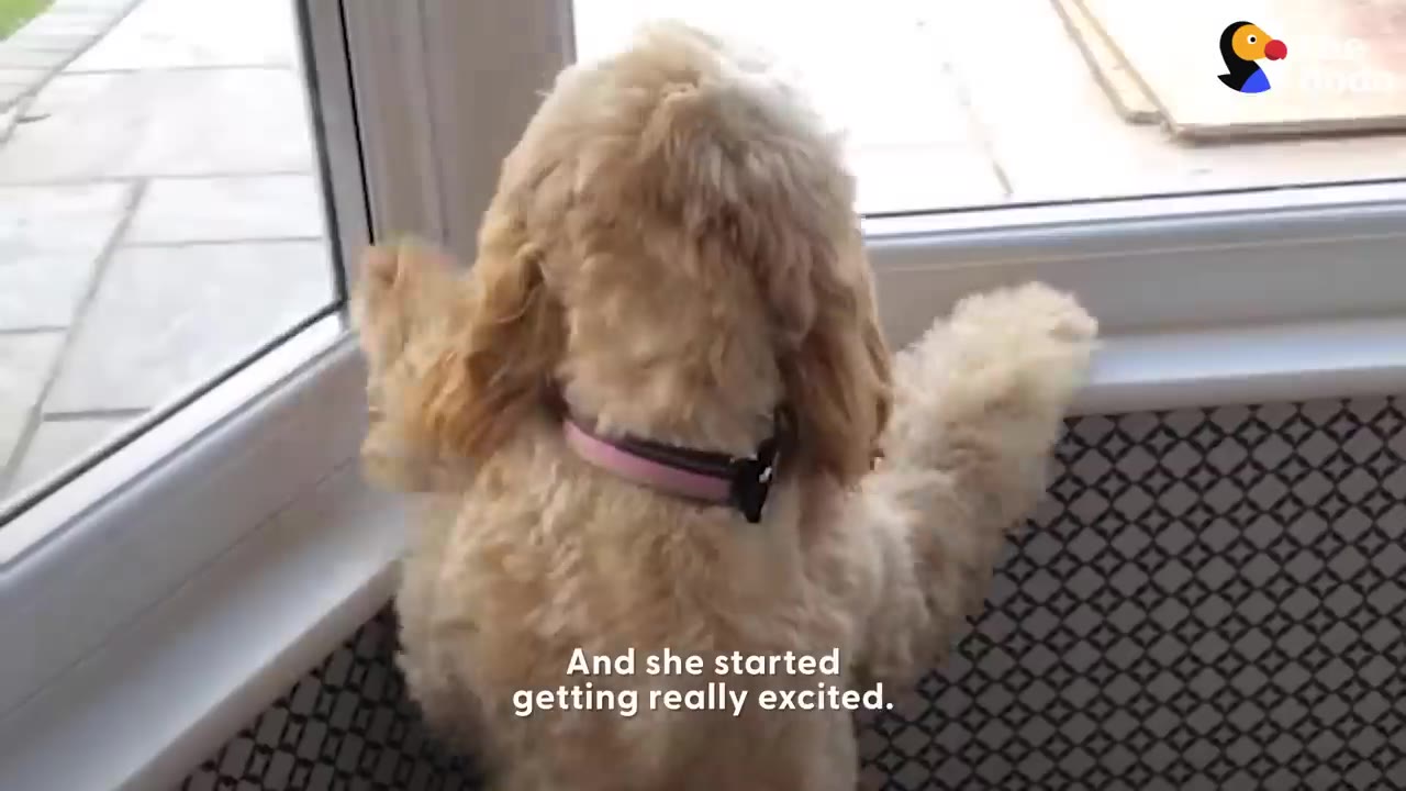 A small fluffy dog looking out a glass door, resting its paws on the frame excitedly.