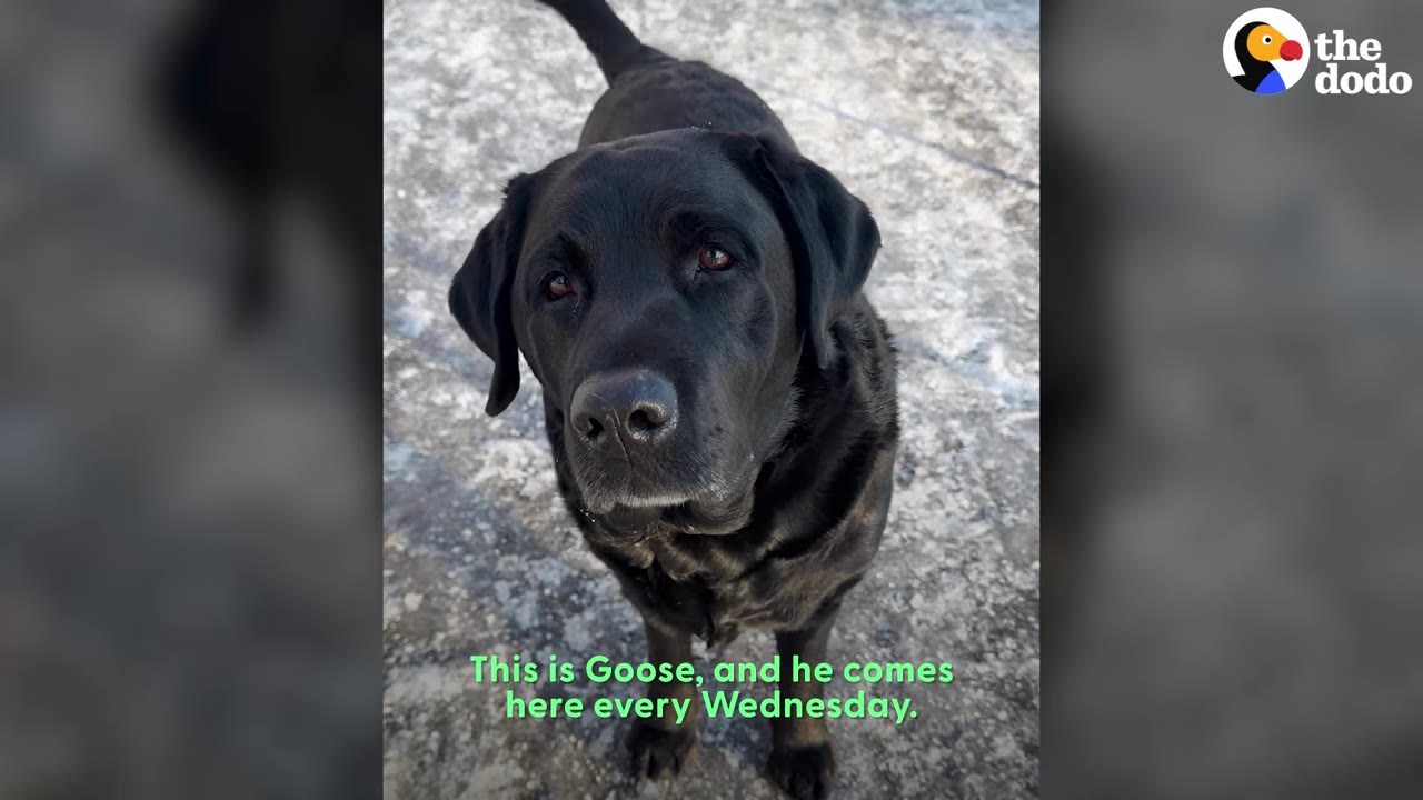 A close-up view looking down at a black Labrador retriever named Goose looking straight up at the camera.