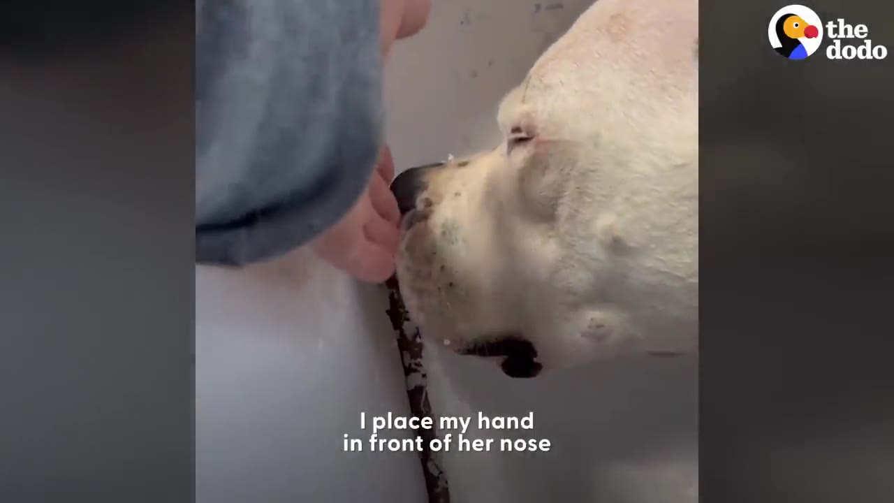 A close-up of a person's hand gently placed in front of a sleeping white dog's nose.