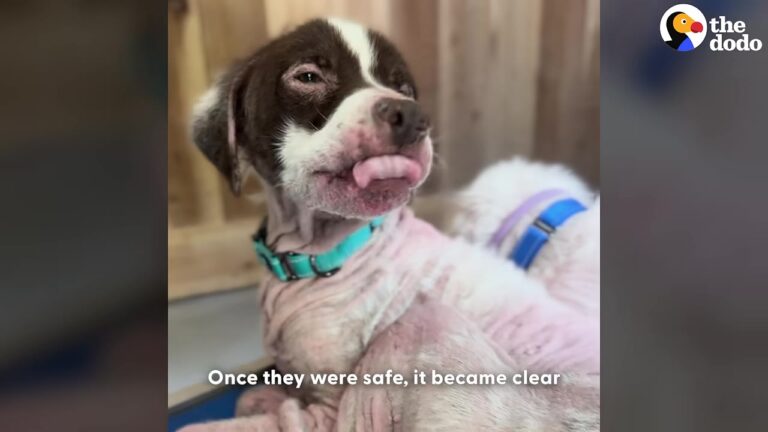 Nearly Hairless Stray Dog Dodged Texas Traffic While Facing A Painful Threat No One Would Expect