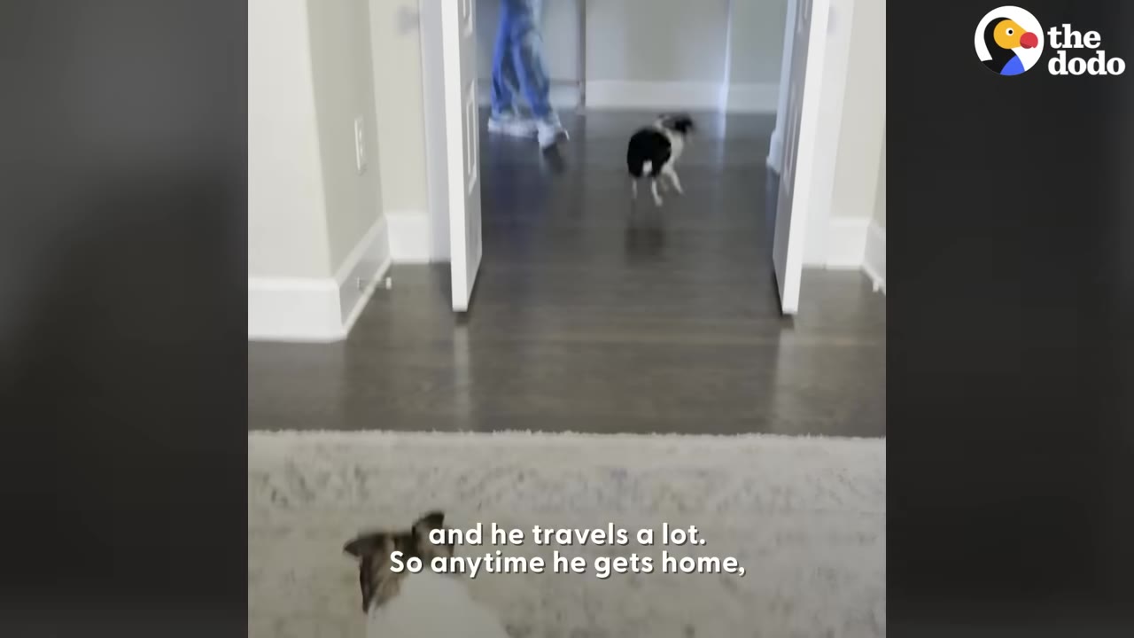 A small black and white dog running through a doorway towards a person walking away in the background.