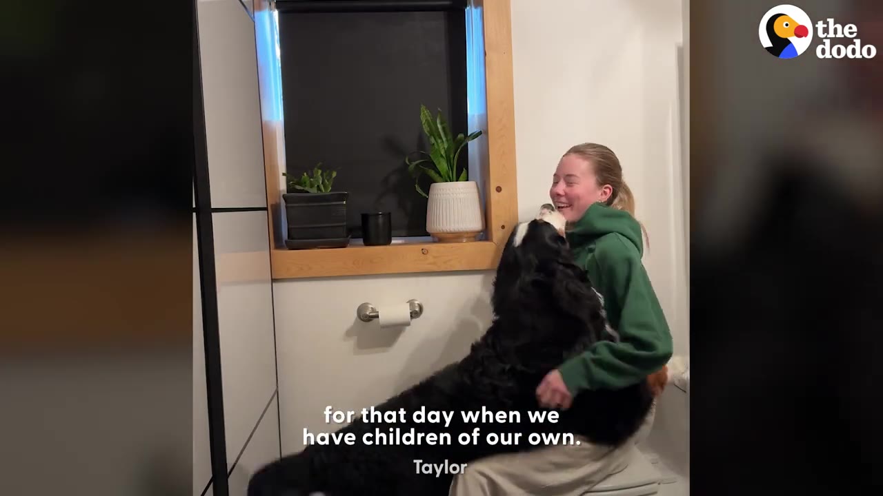 A woman wearing a green hoodie sitting in a bathroom while a large Bernese Mountain dog climbs up into her lap.