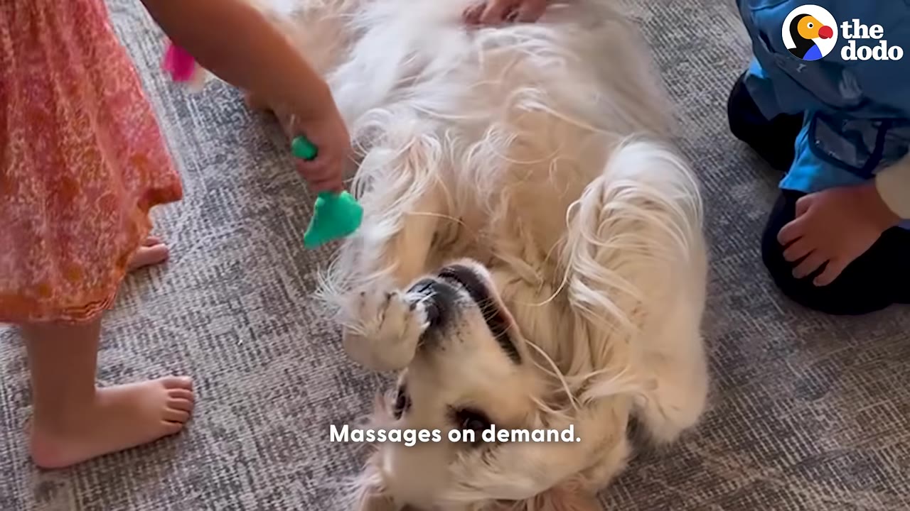 A golden retriever lies on its back on a rug, looking relaxed while children give it a massage.