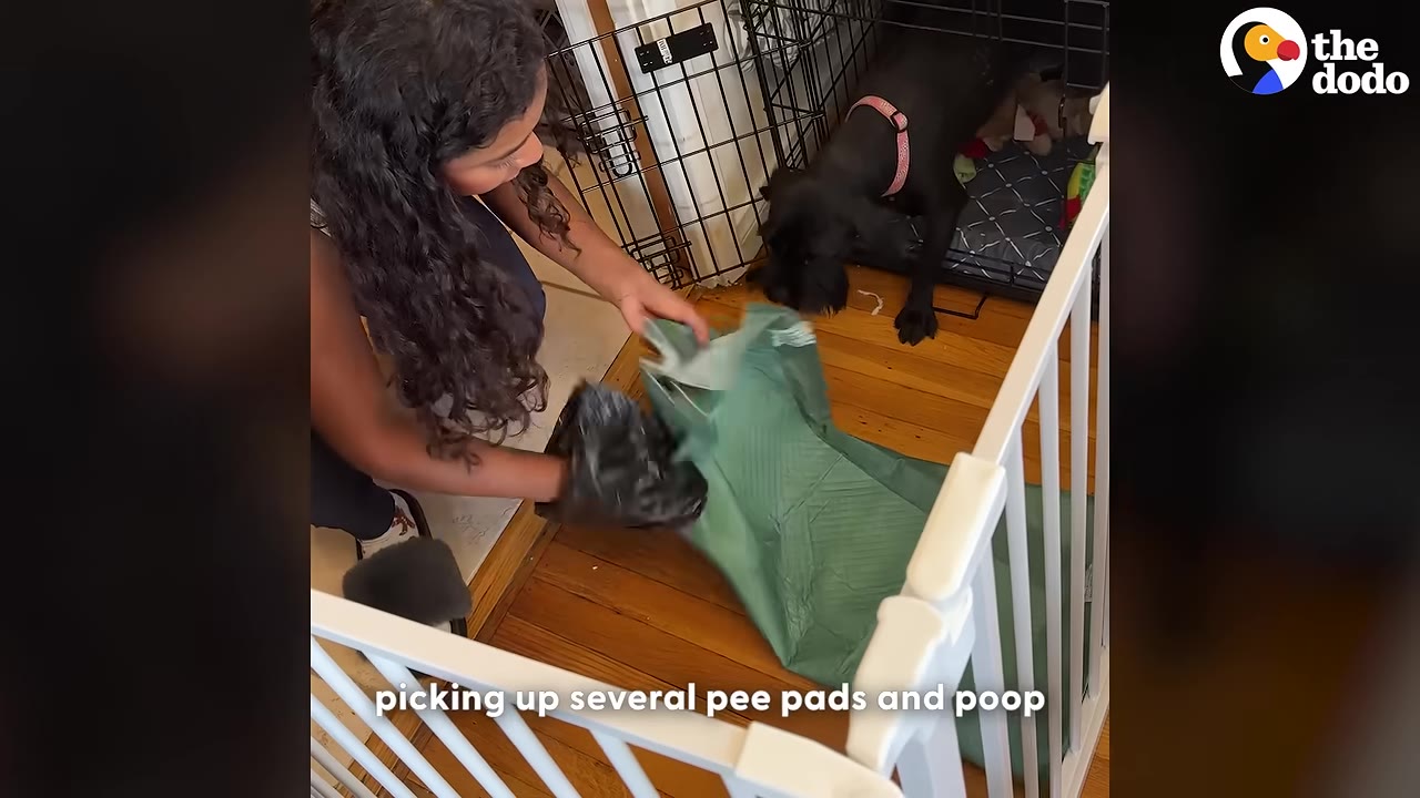 A woman with long curly hair cleans up a green pee pad from a wooden floor while a black dog watches from its crate.