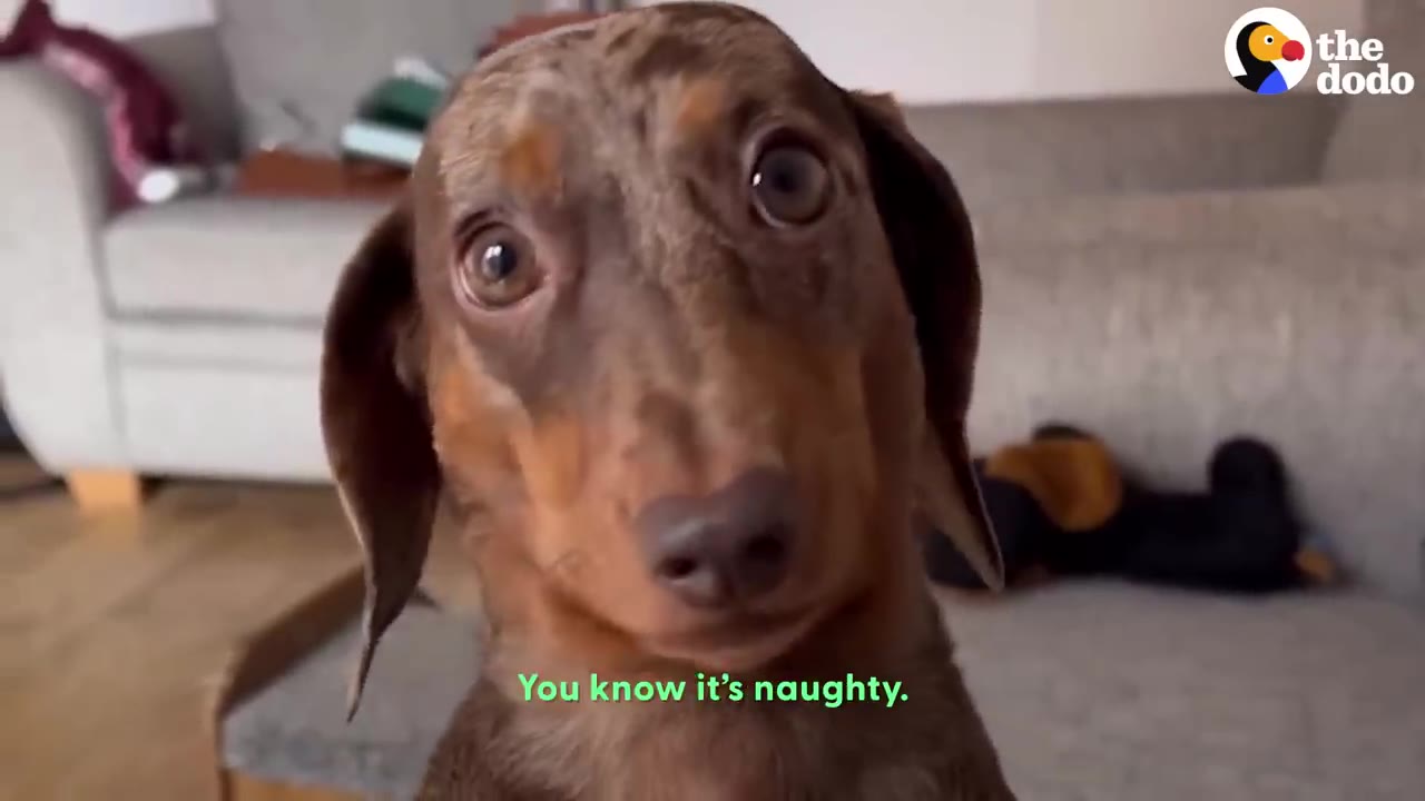 A close-up shot of a brown dachshund staring directly forward with wide, intense eyes.