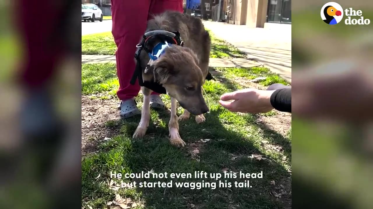 A weak, emaciated dog wearing a harness stands outdoors with his head drooping low as a hand reaches toward him.