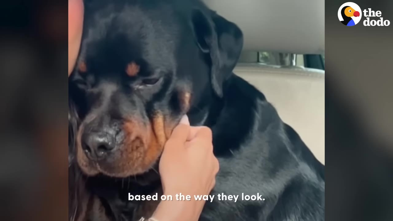 A close-up of a Rottweiler dog being gently stroked on the cheek by its owner's hand inside a car.