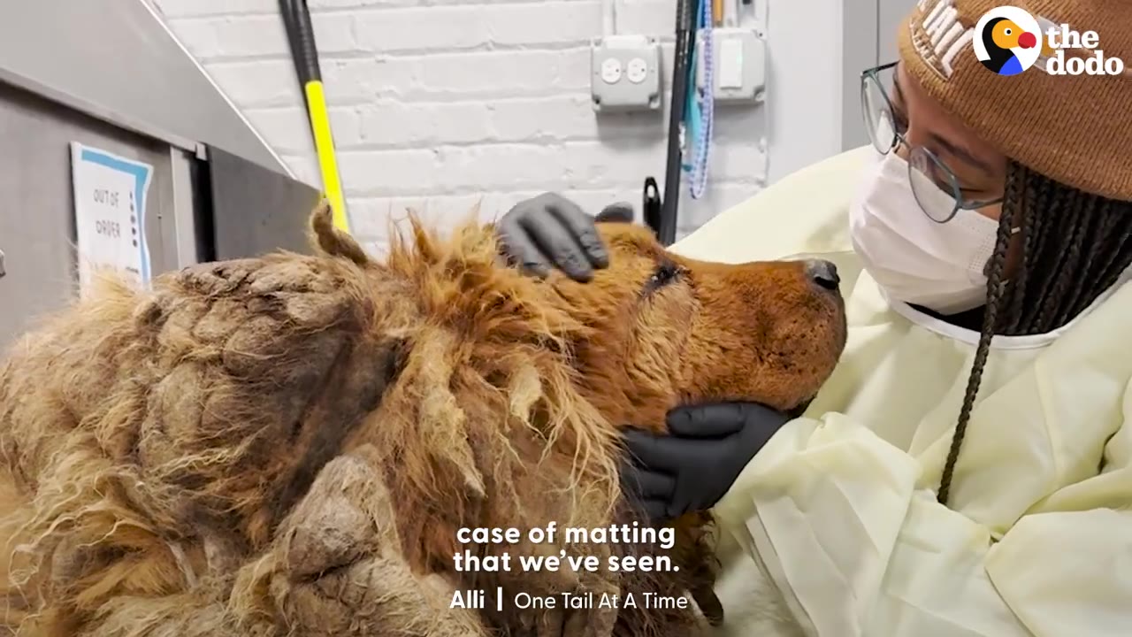 A rescuer wearing a mask, beanie, and gloves gently holds the head of a severely matted brown dog.