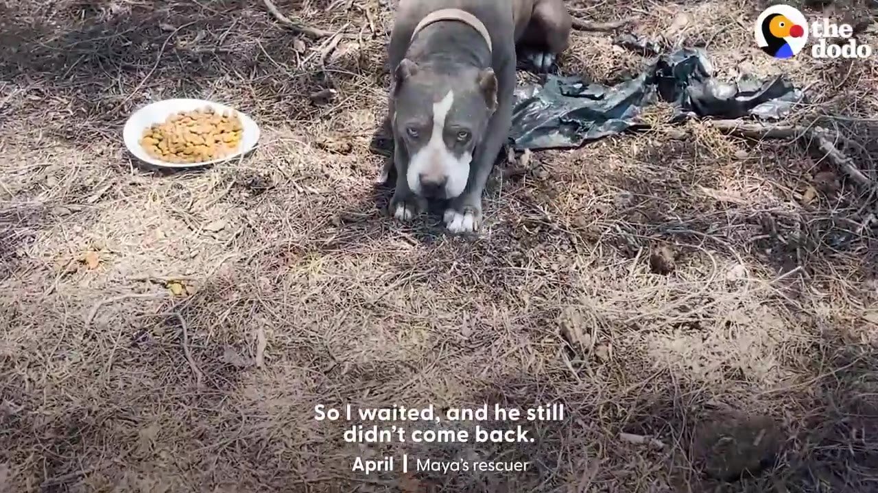 A gray and white pit bull-type dog with sad eyes looks directly at the camera while sitting on dry ground next to a white plate of dog food.