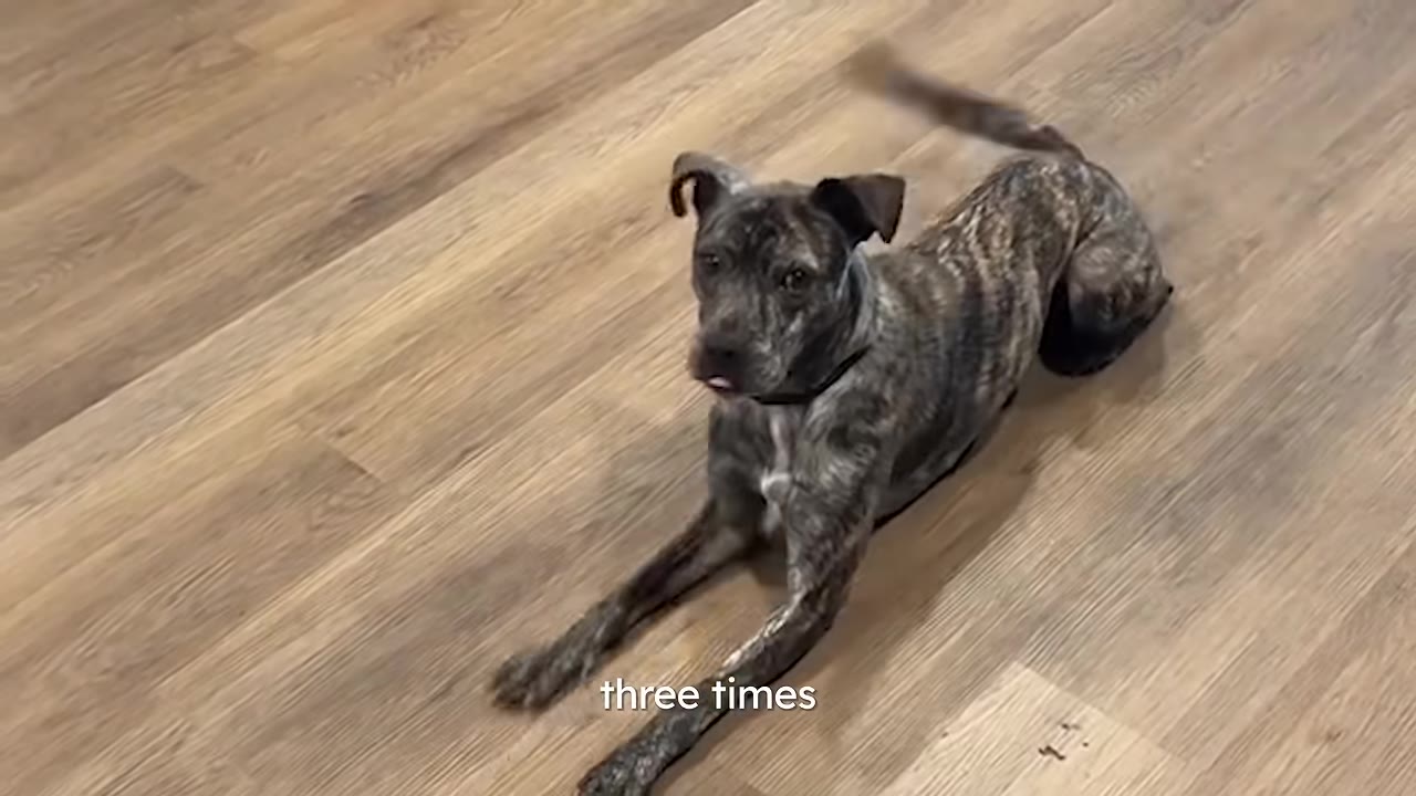 A brindle dog lying on a wooden floor, looking up with a slightly open mouth, with the text 'three times' overlaid at the bottom.
