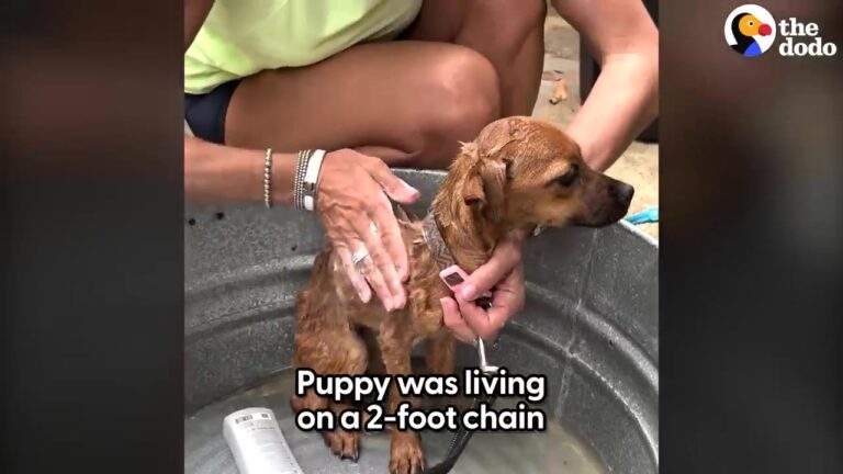 California Rescuer’s Hands Begin To Shake When She Realizes What This Chained Puppy Has Been Through
