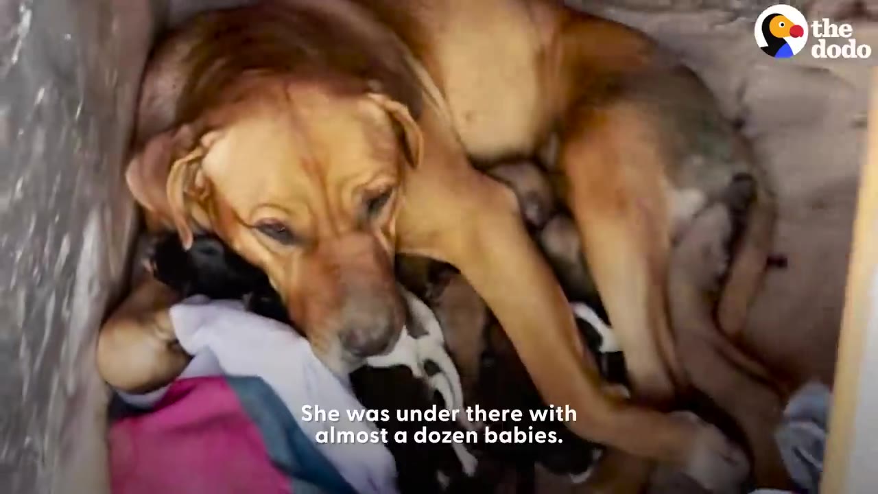 A tan mother dog lying down inside a sheltered space, curled around a large litter of newborn puppies.