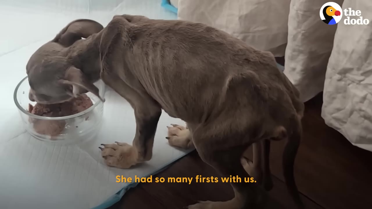 A very thin, emaciated puppy standing on a pee pad and eating food out of a clear bowl.