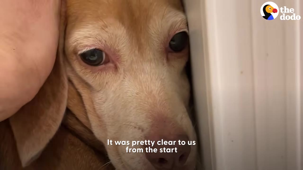 A close-up of a fearful tan beagle pressing its head tightly against a wall with wide eyes while a hand gently pets it.