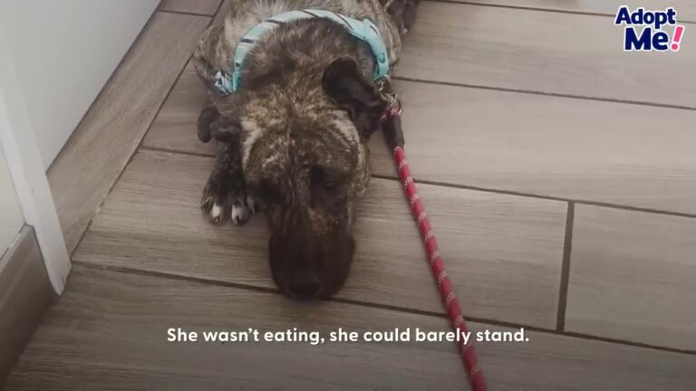 Experienced California Rescuer Meets A Stray Mother Who Stopped Eating And Learns What Is Making Her So Sick