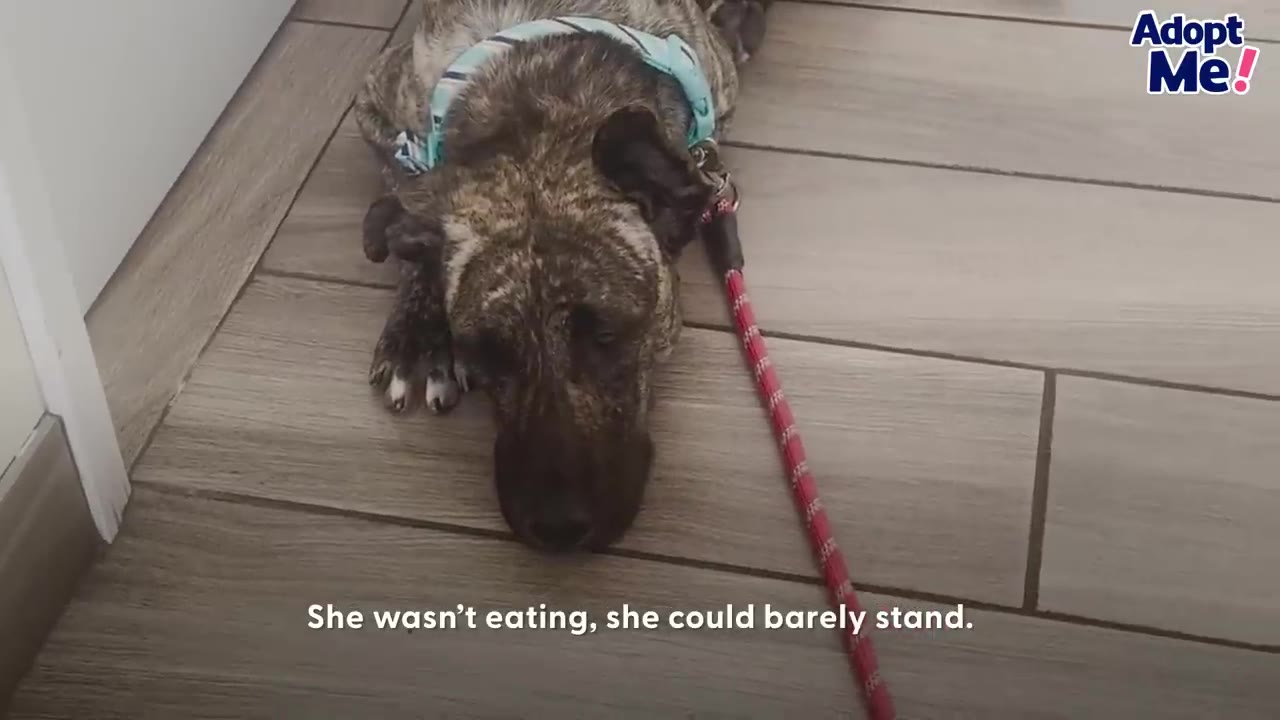 A brindle dog wearing a light blue harness lying weak and head down on a tiled floor.