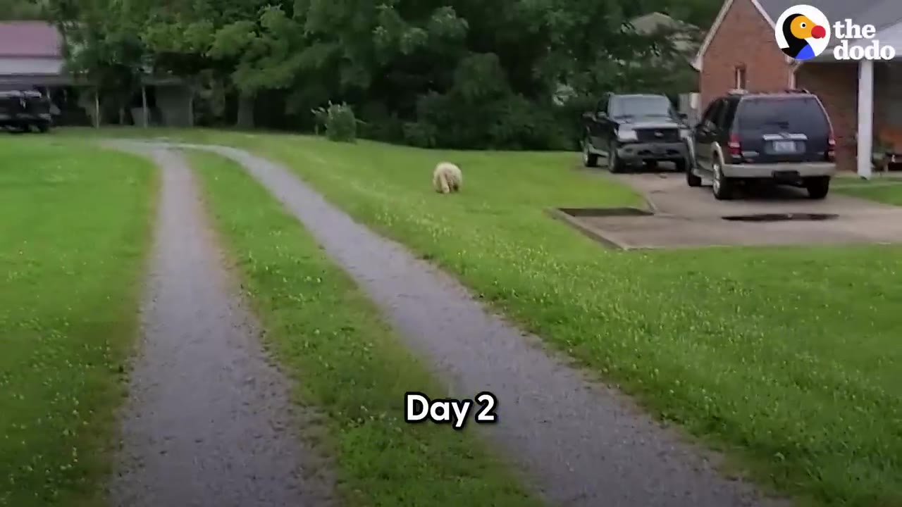 A fluffy white dog running across a grassy yard near a driveway with text reading Day 2.