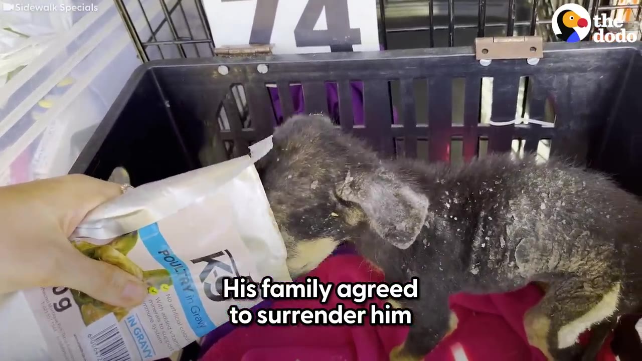 A small, severely neglected puppy with patchy fur and scabby skin eating food directly from a pouch held by a person's hand inside a black plastic crate.