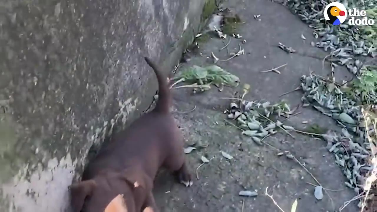 A small brown puppy standing near a concrete wall on a leaf-strewn ledge.
