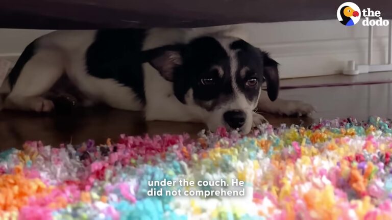 Texas Foster Watched Her Terrified Dog Hide For Weeks Before Day 27 Took Her By Surprise