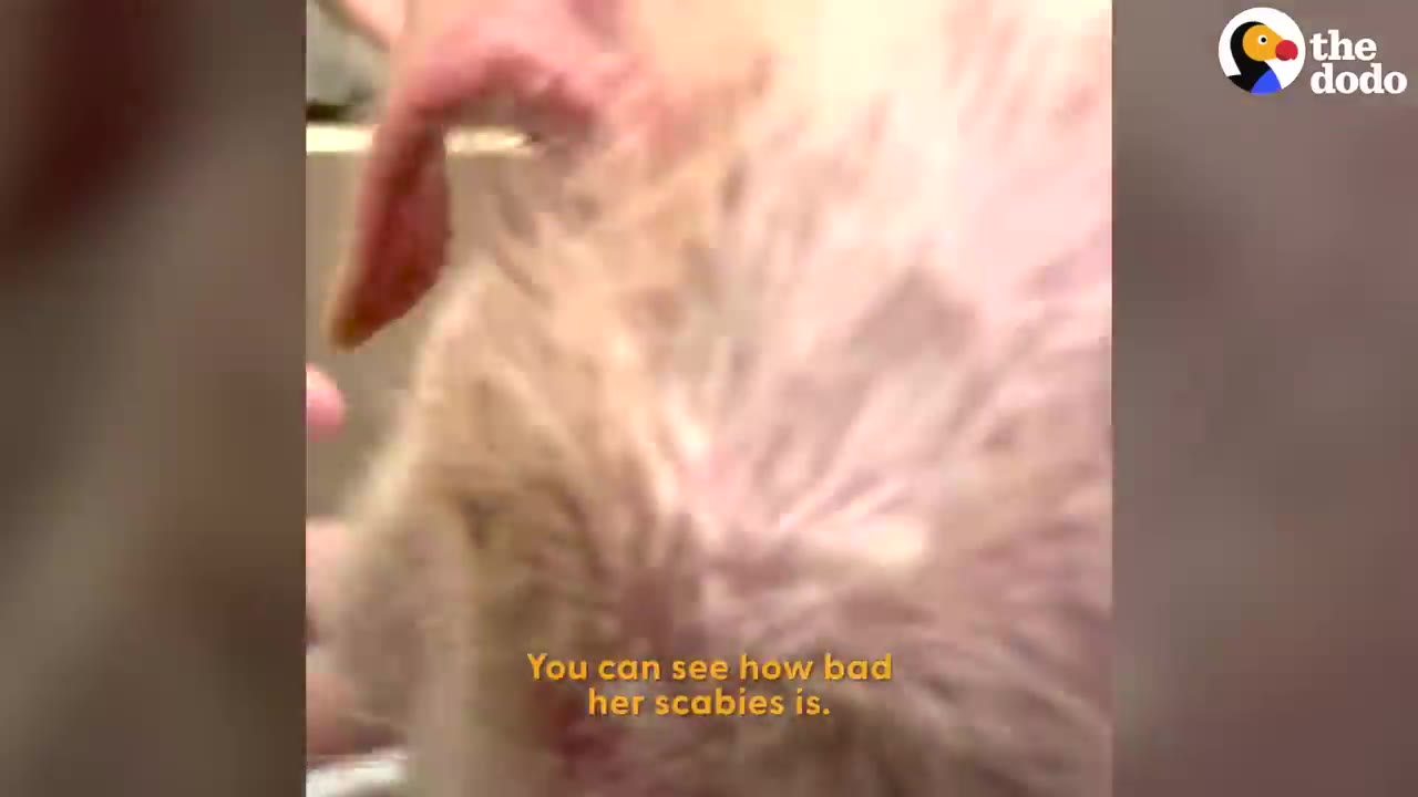 A close-up view showing the damaged, irritated skin and fur on a small animal's ear and head.