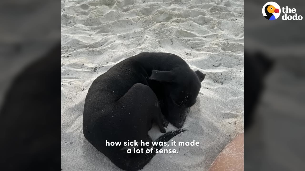 A small black dog curled up tightly asleep on a sandy beach.