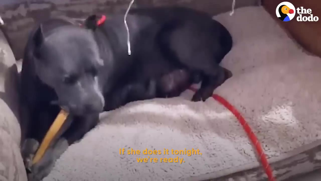 A pregnant black pit bull lies on a plush dog bed, chewing on a bone while waiting to give birth.