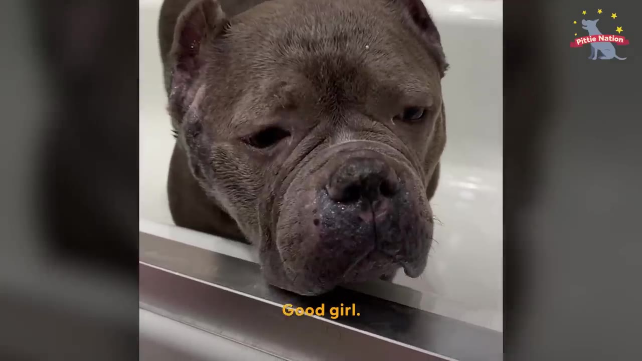 A gray pit bull resting her chin on the edge of a white bathtub during a bath.