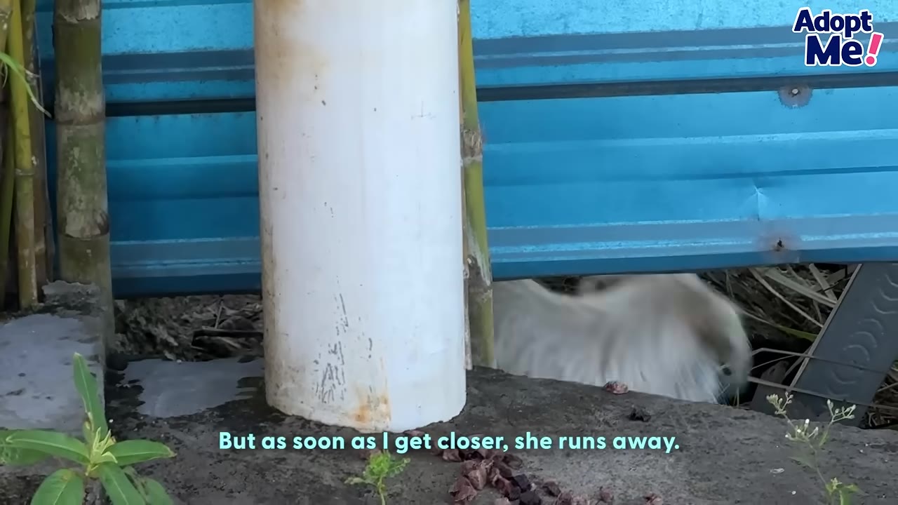 A small white puppy quickly retreats under a blue metal structure next to a white pipe.
