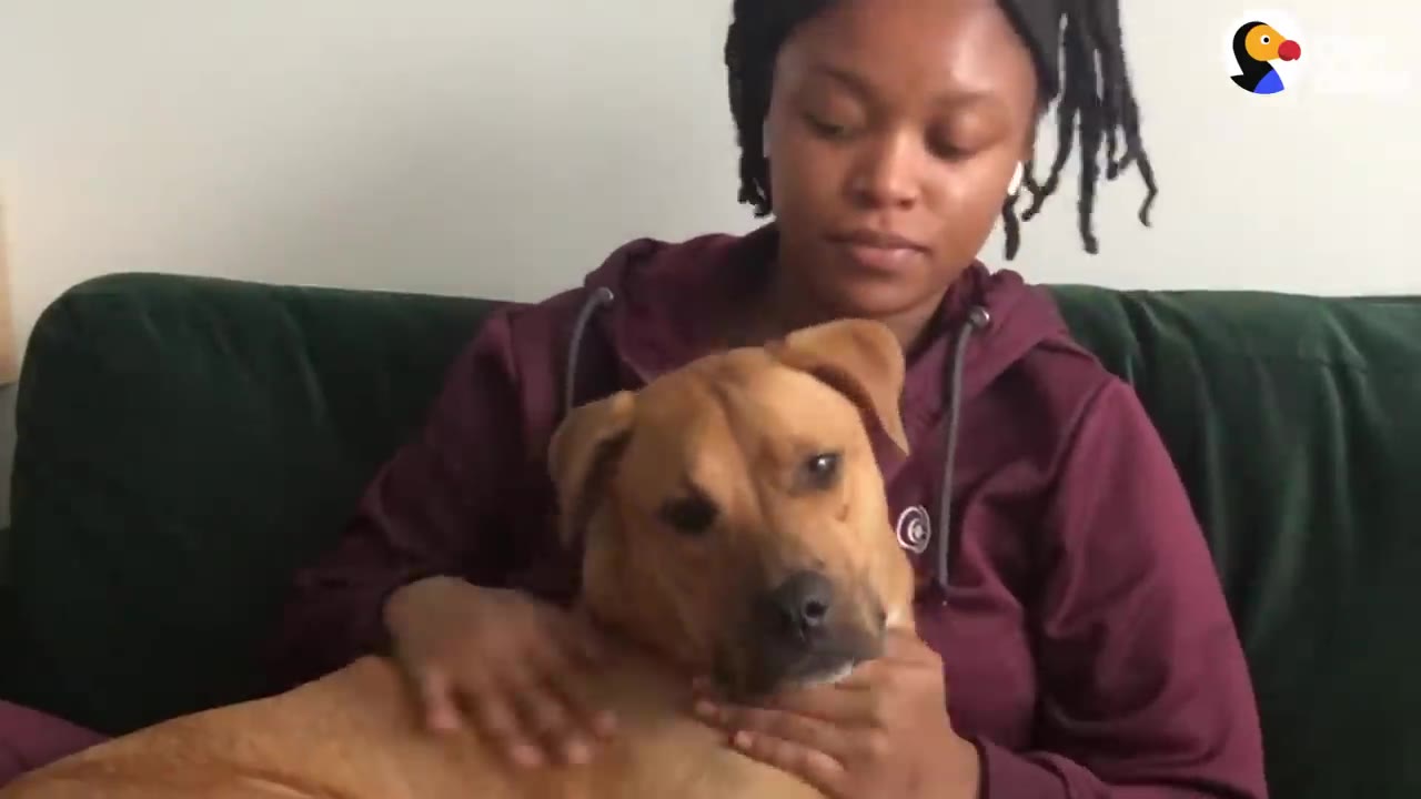 A woman sitting on a green couch gently petting a tan dog resting in her lap.