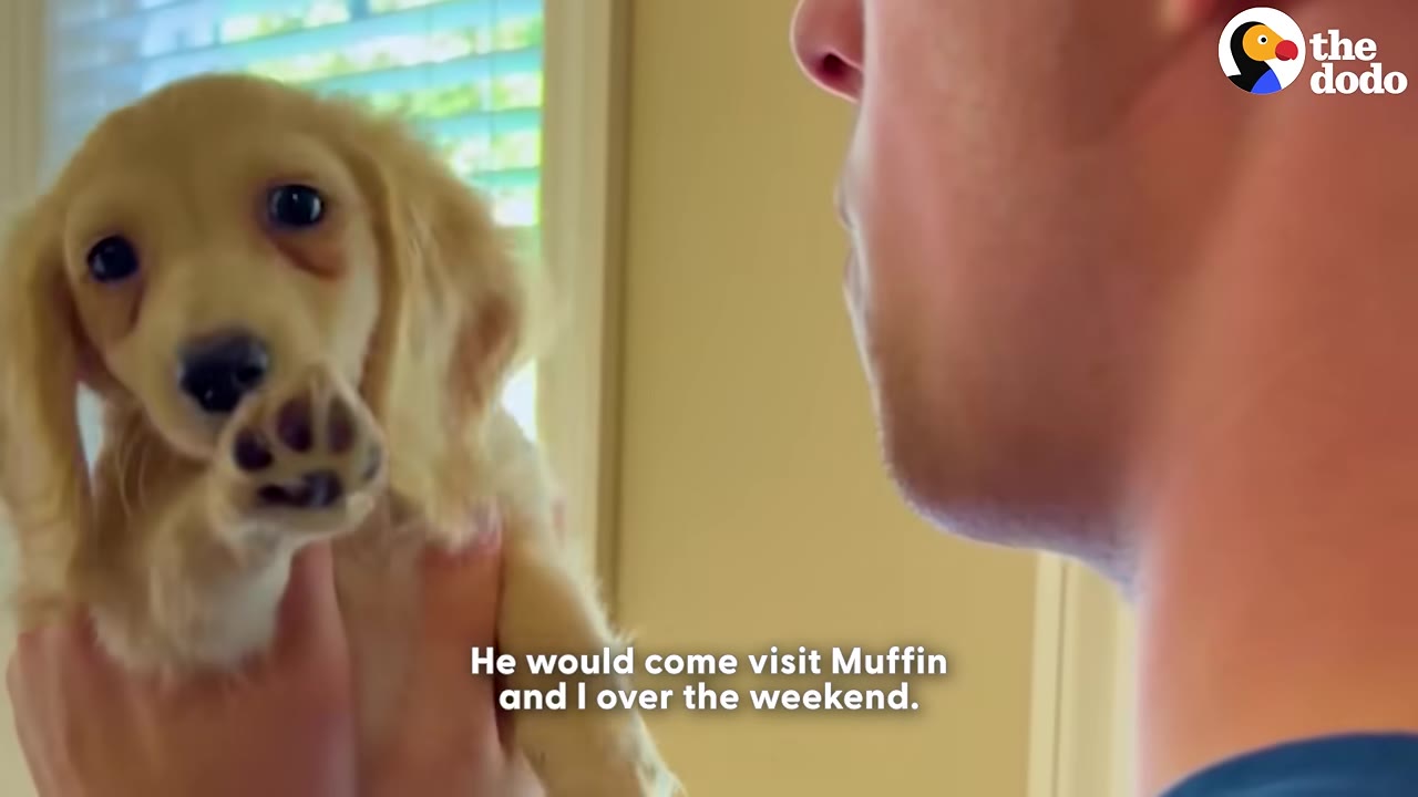 A close-up of a young man looking at a small golden dachshund puppy being held up in front of him.