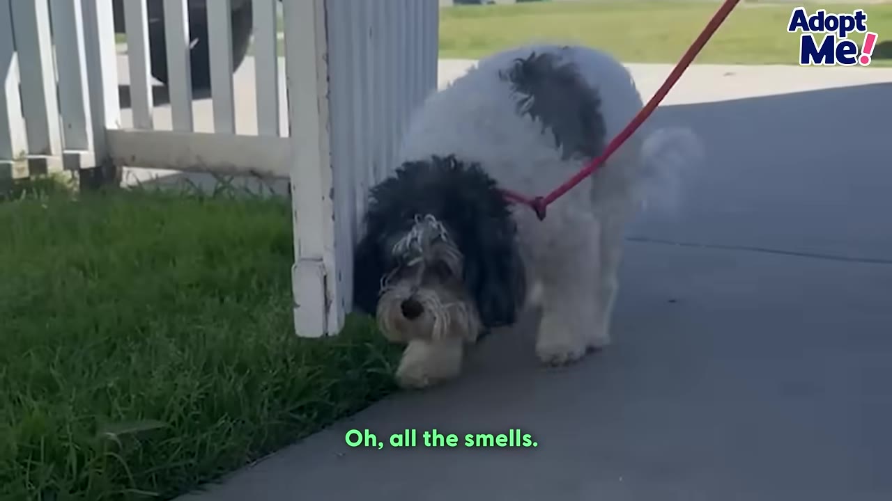 A small black and white dog on a red leash walks along a concrete path next to a white fence and green grass.