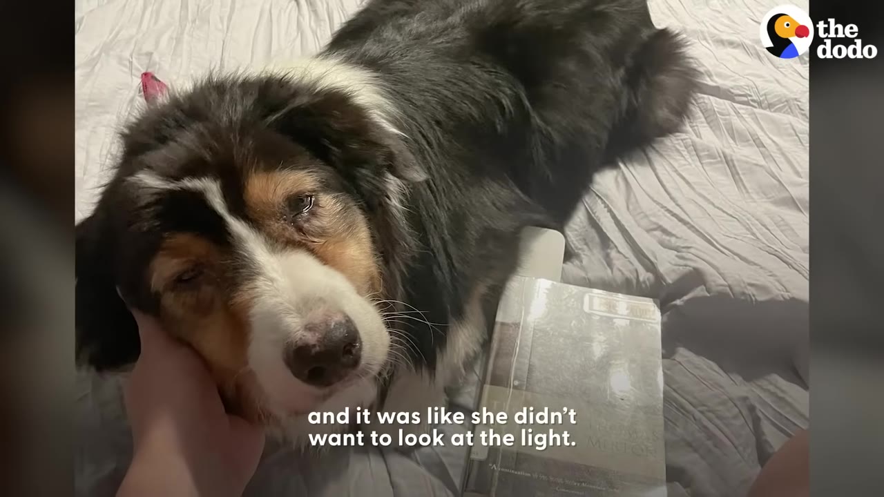 A Australian Shepherd dog lying on a bed resting her head, looking away with half-closed eyes while a person gently holds her chin.