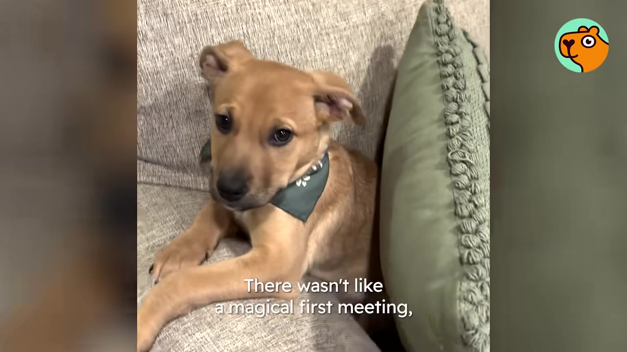 A small tan puppy wearing a green bandana resting on a couch next to a green pillow.