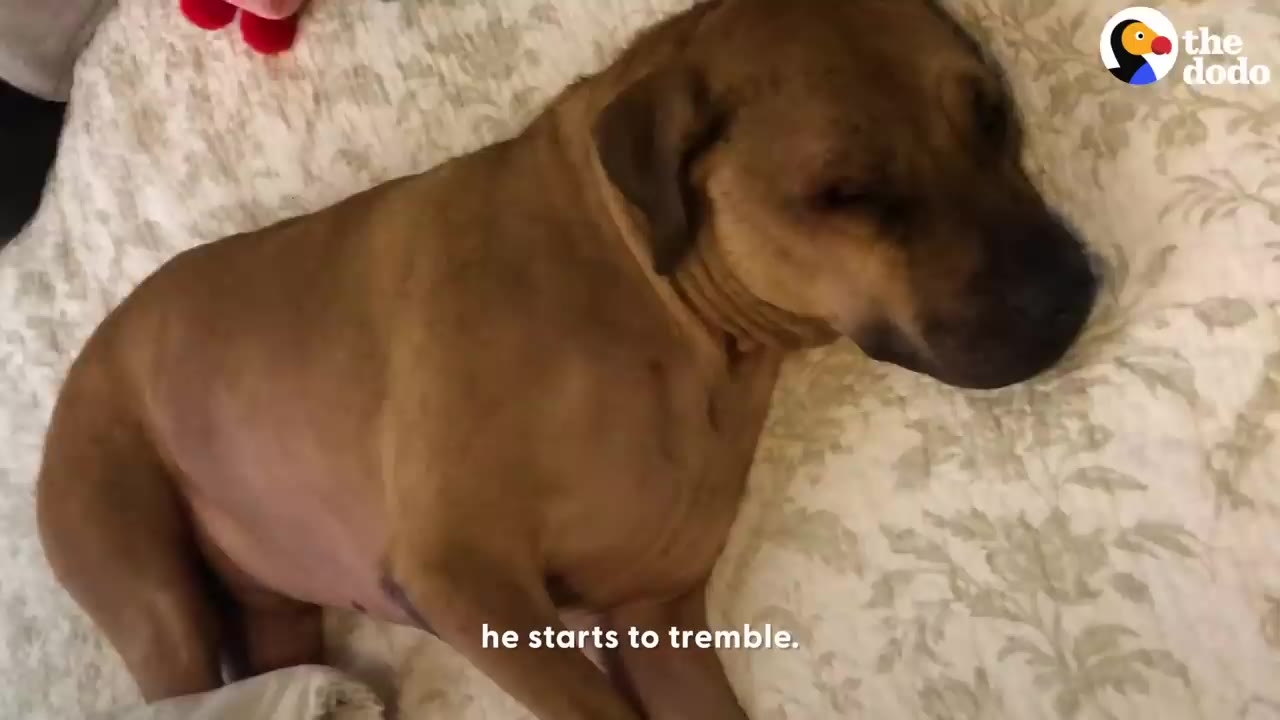 A brown dog lying on a patterned bed looking anxious and trembling.