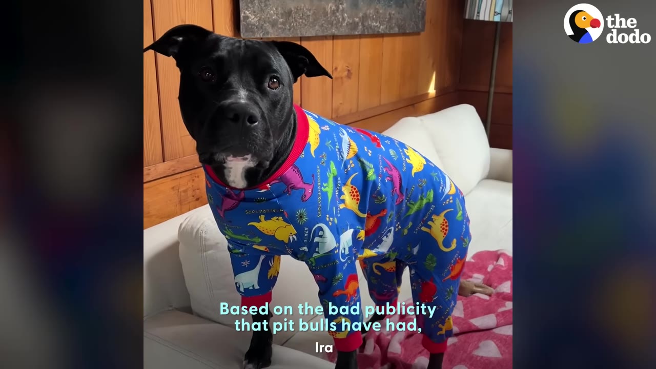 A black pit bull wearing blue dinosaur pajamas stands on a white sofa.