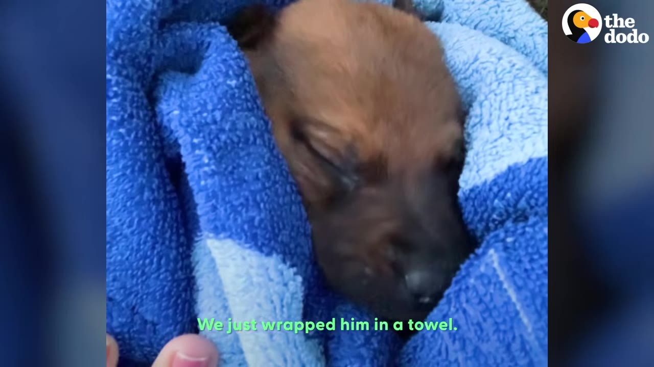 A tiny brown puppy wrapped snugly inside a blue towel.