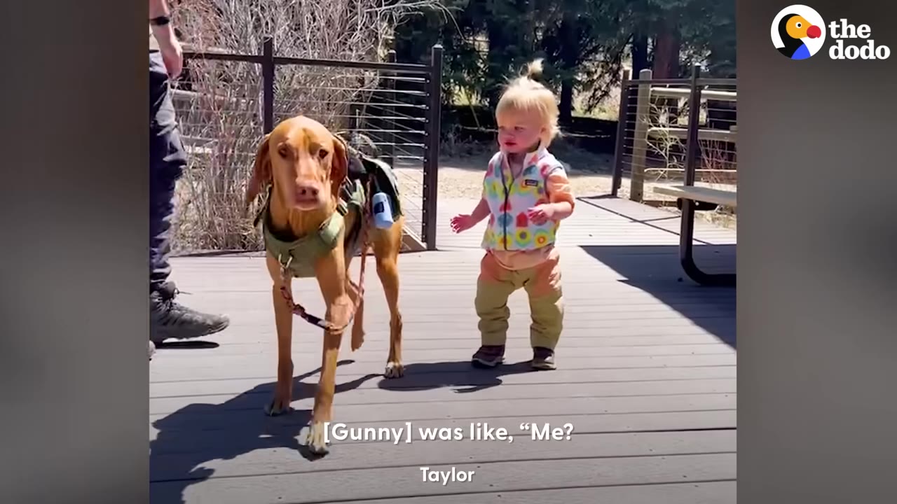 A brown dog wearing a harness stands on a wooden deck next to a toddler walking in a colorful vest.