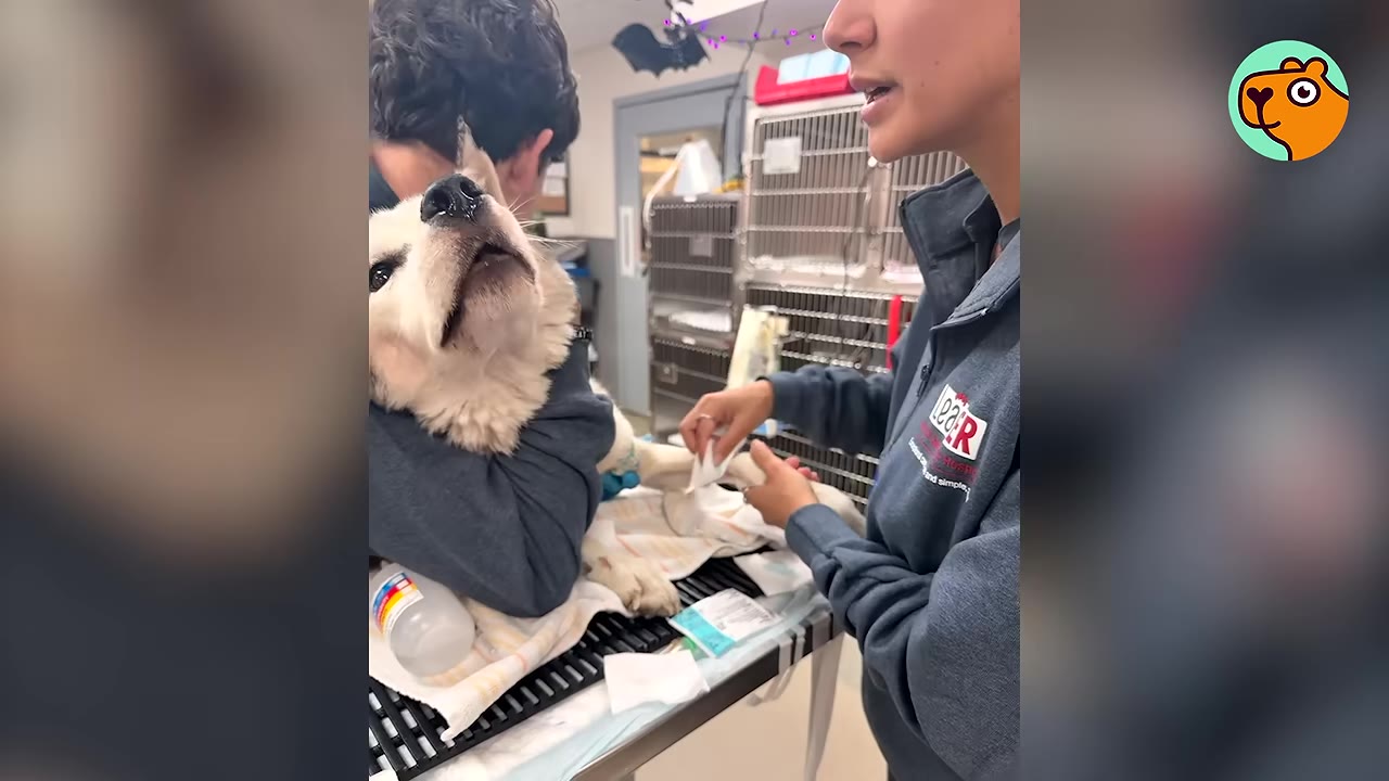 A husky dog looking up while being held during a medical treatment by veterinary staff.