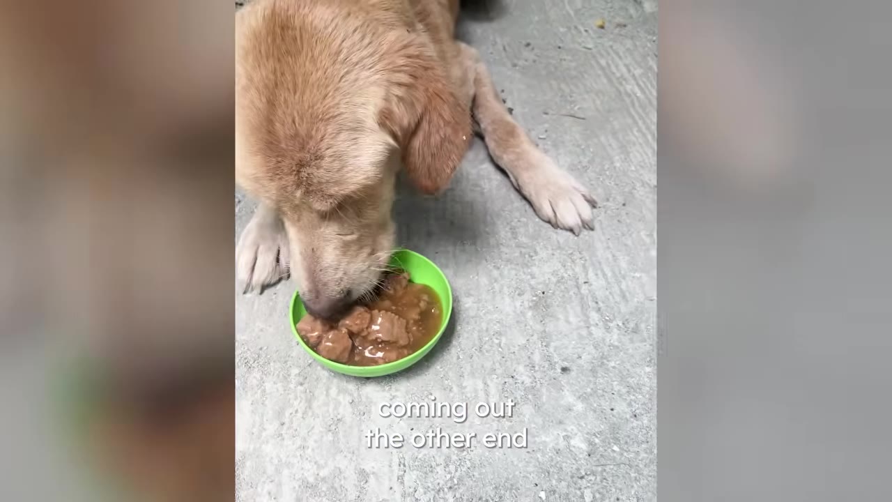 A tan dog eating wet food from a small green bowl on a concrete floor.
