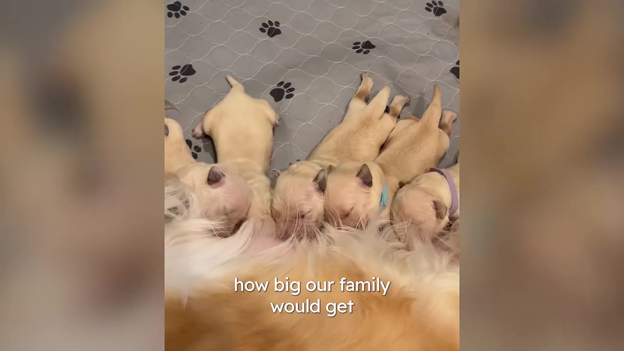 Several newborn golden retriever puppies nursing from their mother on a gray paw-print blanket.
