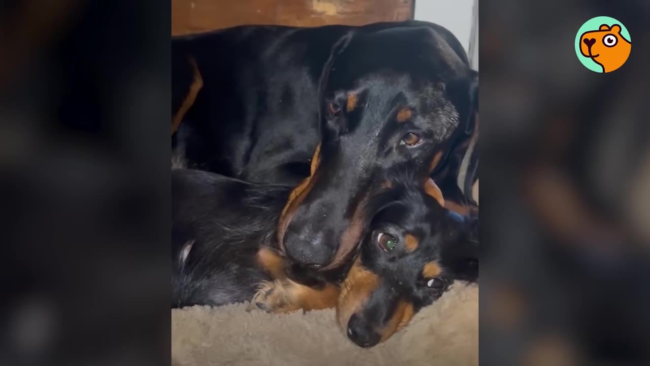A large black and tan Doberman gently rests his head on top of a smaller black and tan dog lying on a pet bed.