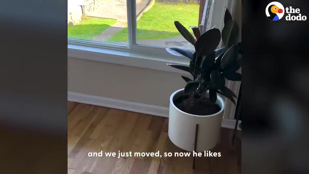 A potted plant sitting on a hardwood floor next to a large window in a room.
