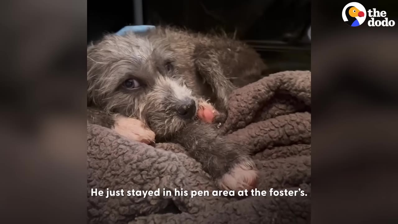A small scruffy puppy lying anxiously on a soft fleece blanket, staring toward the camera.