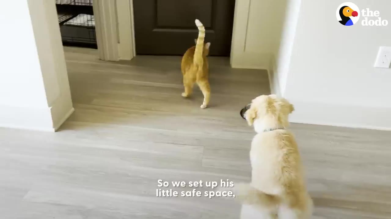 A golden retriever puppy sitting on a wooden floor, watching an orange cat walk away down a hallway.