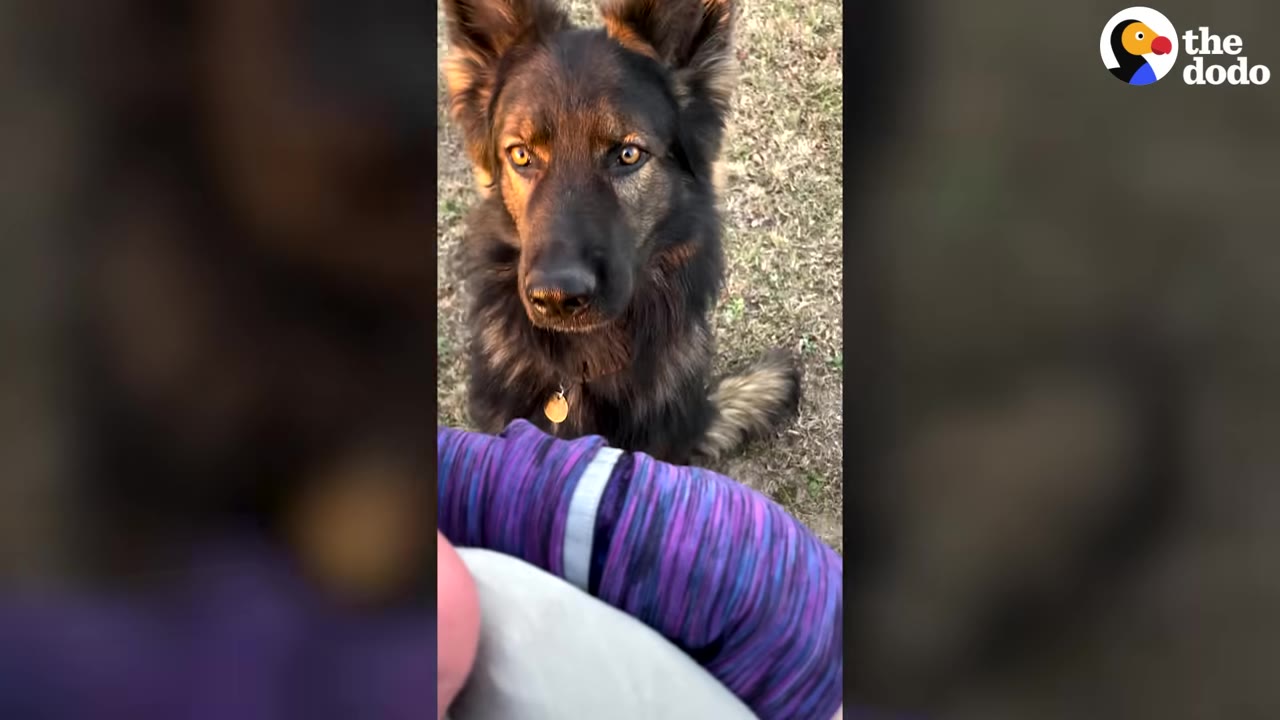 A long-haired German Shepherd sitting outdoors and looking attentively up at a person wearing a purple patterned sleeve.