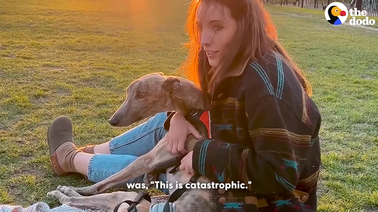 A woman sits on a grassy field at sunset, holding a brindle greyhound close to her chest with a somber expression.