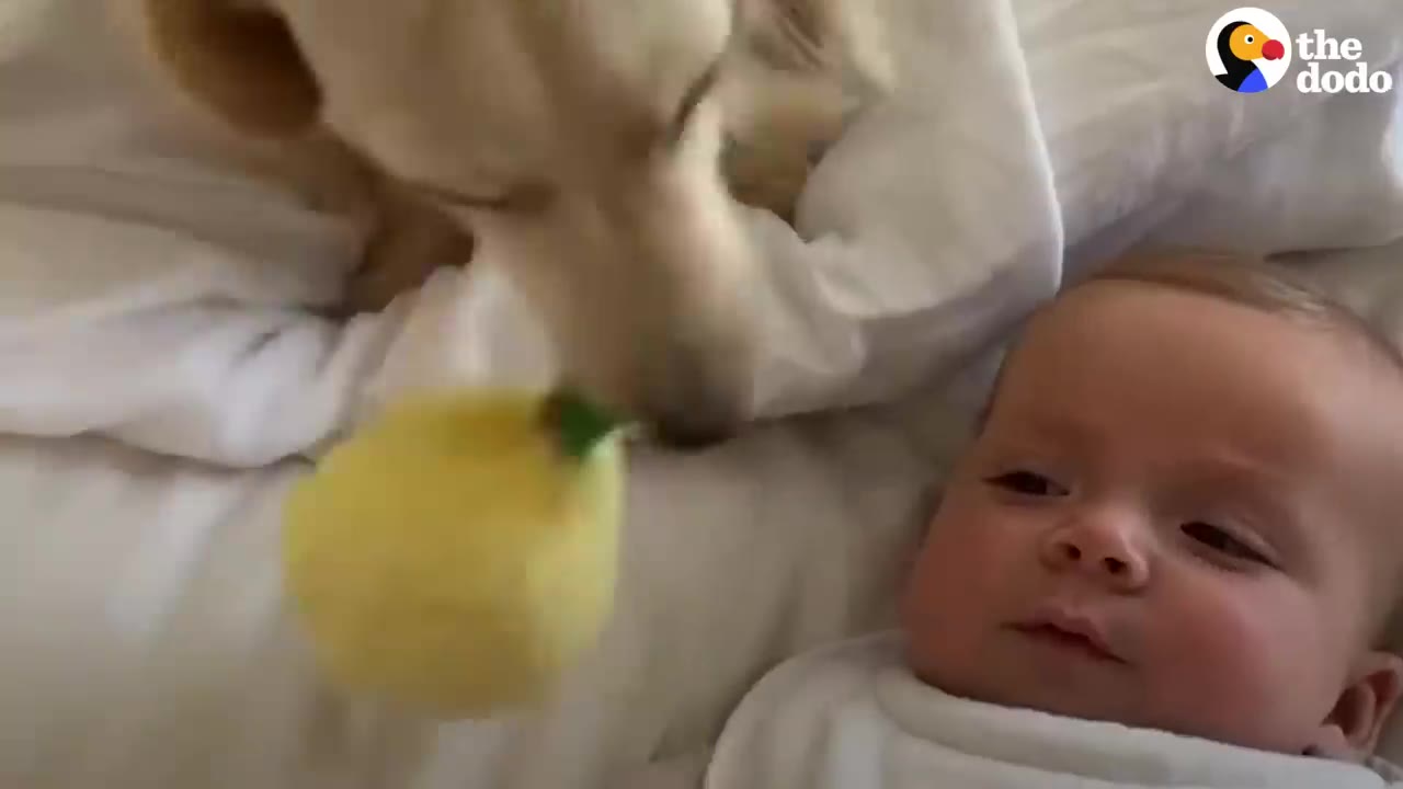 A baby lies on white bedding while a golden dog reaches down toward a yellow toy near the baby.
